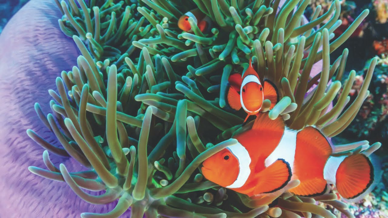 AquaUV Lets Talk Advantage Ultraviolet Sterilizers