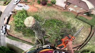 Huge Tree Removal-Action Edit