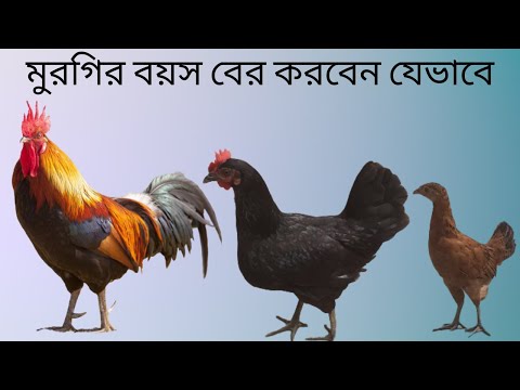 ভিডিও: উৎপাদনে বিনিয়োগ: ধারণা, প্রকার, ঝুঁকি, সুবিধা এবং অসুবিধা