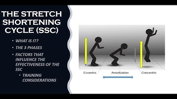 The Stretch-Shortening Cycle (SSC) - What Is It?  The 3 Phases and Influential Factors