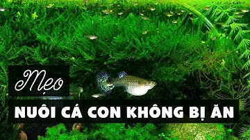 Mẹo nuôi cá con chung cá lớn không bị ăn thịt | Guppy Diary