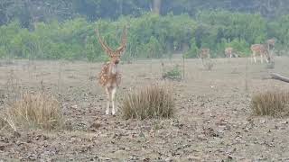 jungle safari in Rajaji National park