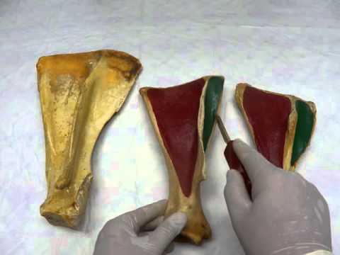 Comparative scapula by dr khaled shoghy