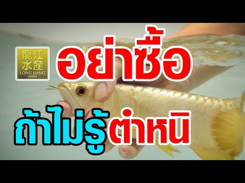 วีดีโอ: ปลามังกร 'โชคดี' สวยงาม แต่คุ้มราคาไหม