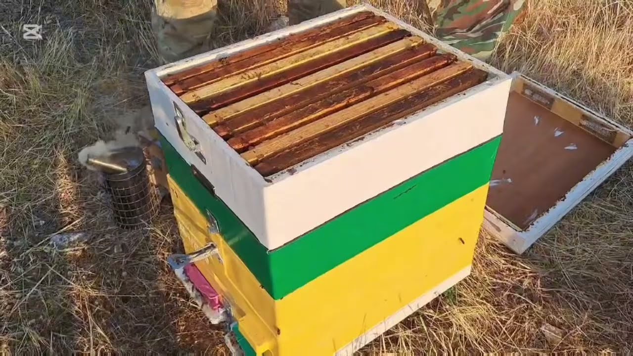 Τρύγος στο θυμάρι στη νότιο Εύβοια το διάφραγμα μπήκε 20 μέρες πριν 🇬🇷🐝🍯(21 Ιουλίου 2025)