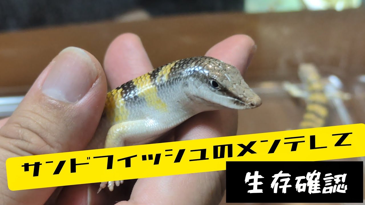 サンドフィッシュスキンクのメンテをして生存確認