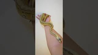 Celebrity lemon blast ball python Net Worth