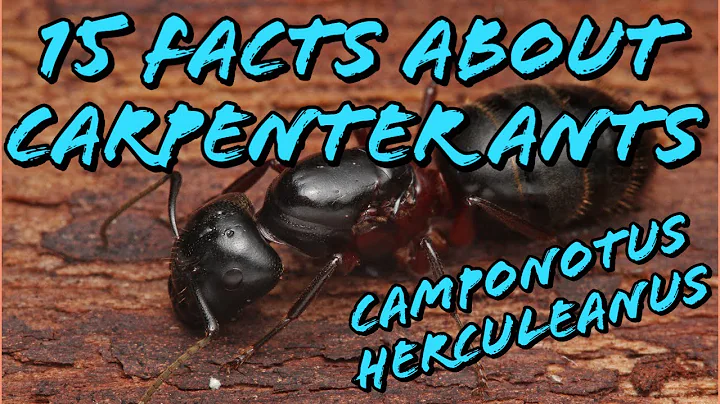 15 Facts About The Carpenter Ant (featuring Camponotus Herculeanus) - DayDayNews