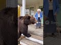 UnBEARlievable Visitor on the Porch 🐻🚪