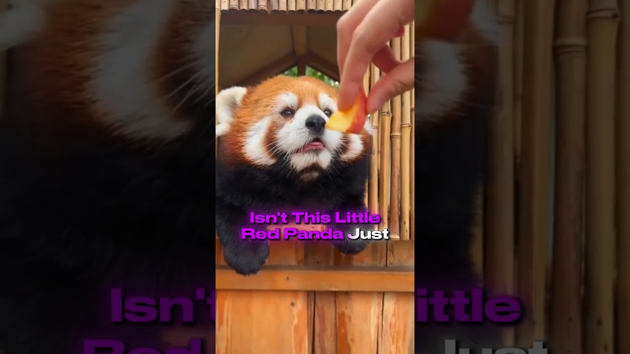 This Red Panda Has a Secret Superpower 😲🐾 