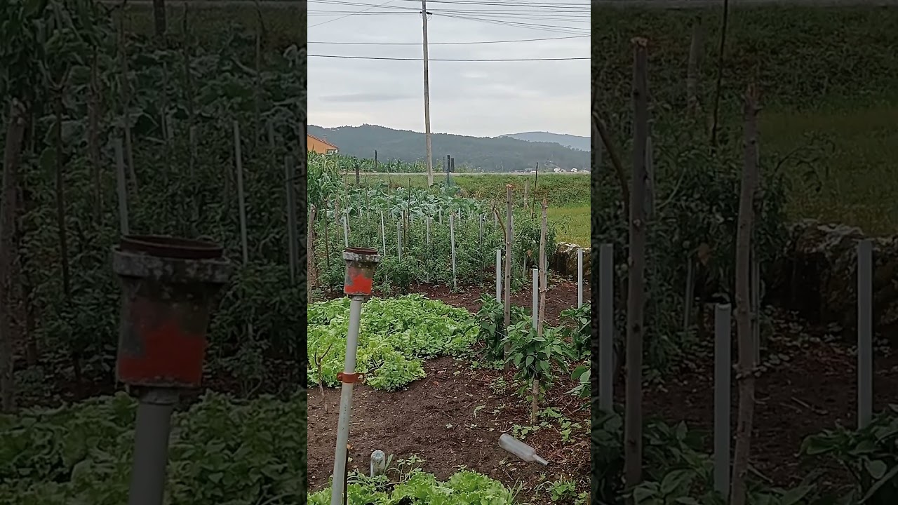 Huerta Gallega #huerta #horta #galicia