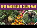 De la graine à la récolte du céleri-rave en 7 mois : guide sans labour