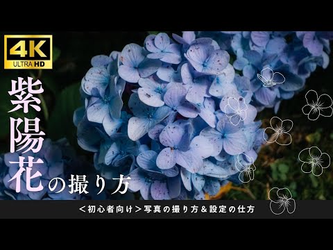 Flowers – Works – Honolulu