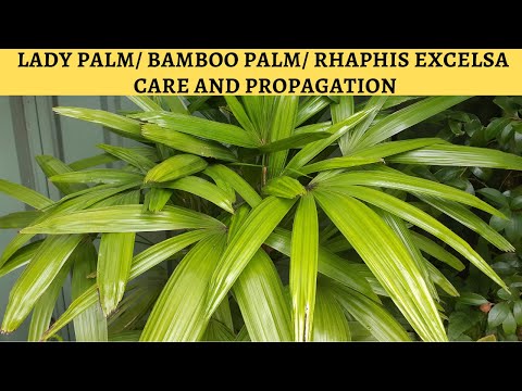 Lady Palm Care and Propagation