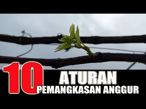 Video: Anggur: pemangkasan pada musim panas dan musim bunga