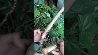 proses cangkok waru pecah batang💪#shorts#warutaiwan#sisho_bonsai_86