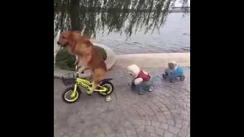 Padre perruno paseando sus cachorros soraya polanco