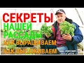 Рассада Помидоров. Наши секреты посева, ухода, высадки рассады томатов на постоянное место в теплицу