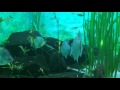 Violet-line Piranha