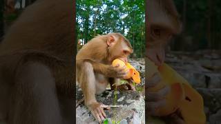 Lovely Baby Monkey With MomTake Care 🥰  #Monkey #Badar #youtubeshorts #short #viral