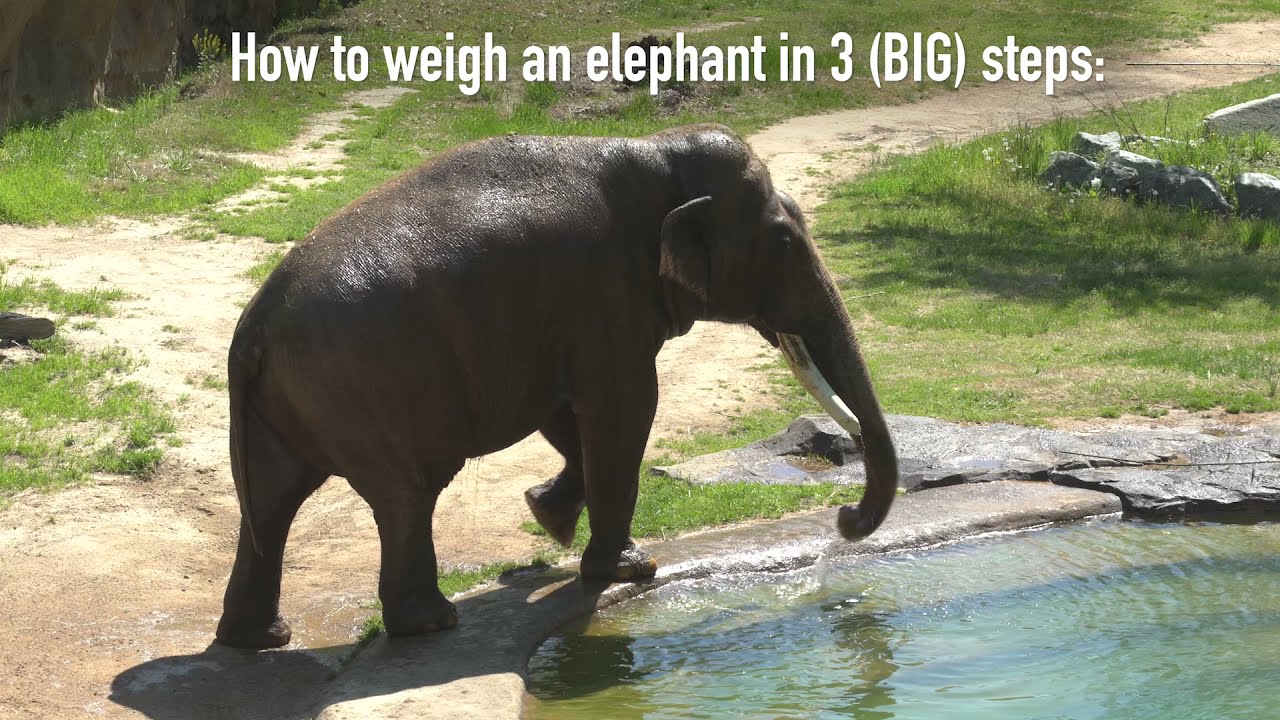 How Do You Weigh Animals at the Zoo? | Smithsonian's National Zoo and  Conservation Biology Institute