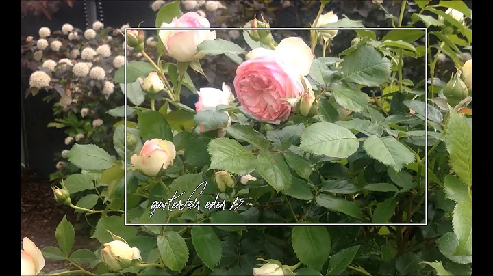 Rose Eden 85 | Hochstamm | Meilland | Rosenvideo | gartenfein [HD]