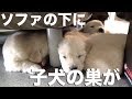 とっちらかる仔犬をしまっちゃうおじさん