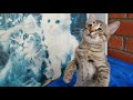 Котёнок Охос Азулес - Ojos azules  Cats - моя кошечка играет