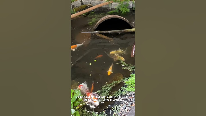 How to train your koi