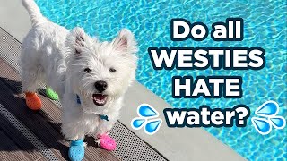 My Westie HATES water! And he won't stop barking about it by Westie Vibes 8,236 views 8 months ago 8 minutes, 35 seconds