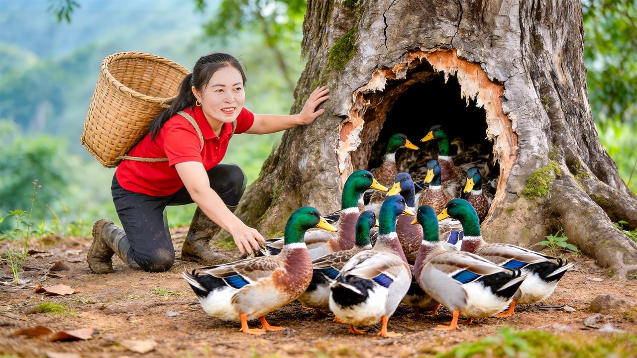 TIMELAPSE -- Buying 1000+ Muscovy Ducks | Fully Loaded Truck Goes to Market to Sell