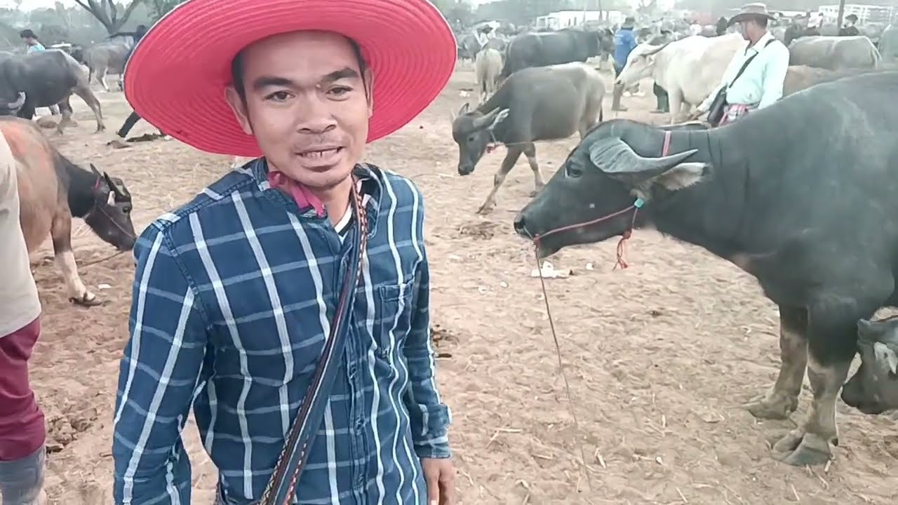 29มค69 ตลาด อ.ศรีธาตุ จ.อุดรธานี เวียตซื้อดีครับนัดนี้ราคาพอฟังครับ