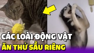 Khi thế giới động vật lần đầu được nếm thử sầu riêng 😂 | Yêu Lu Official