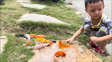 Thỏ vlog giải cứu cá mắc cạn , cá koi , cá molly , cá trắm, cá chép,cá vàng , rùa , ếch , tôm , cá