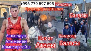 Кокжал+996/779/597/595