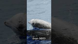 Celebrity The Deepest Diving Mammal: Cuvier's Beaked Whale's Astonishing Underwater Feats Net Worth