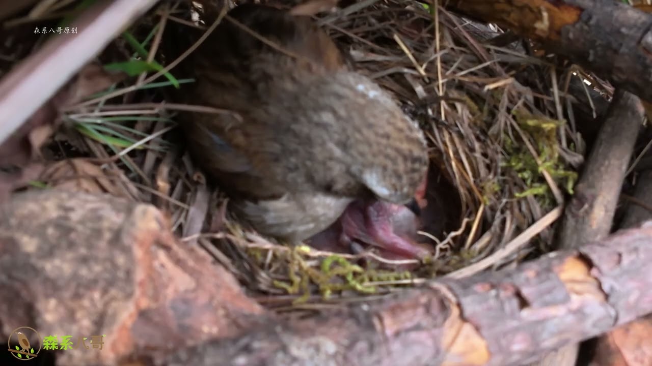 The cuckoo tried to push the chick out many times, but the chick survived every time.杜鹃鸟多次想把小鸟推出鸟窝