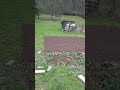 🌼 So sieht der Garten aus | #shorts