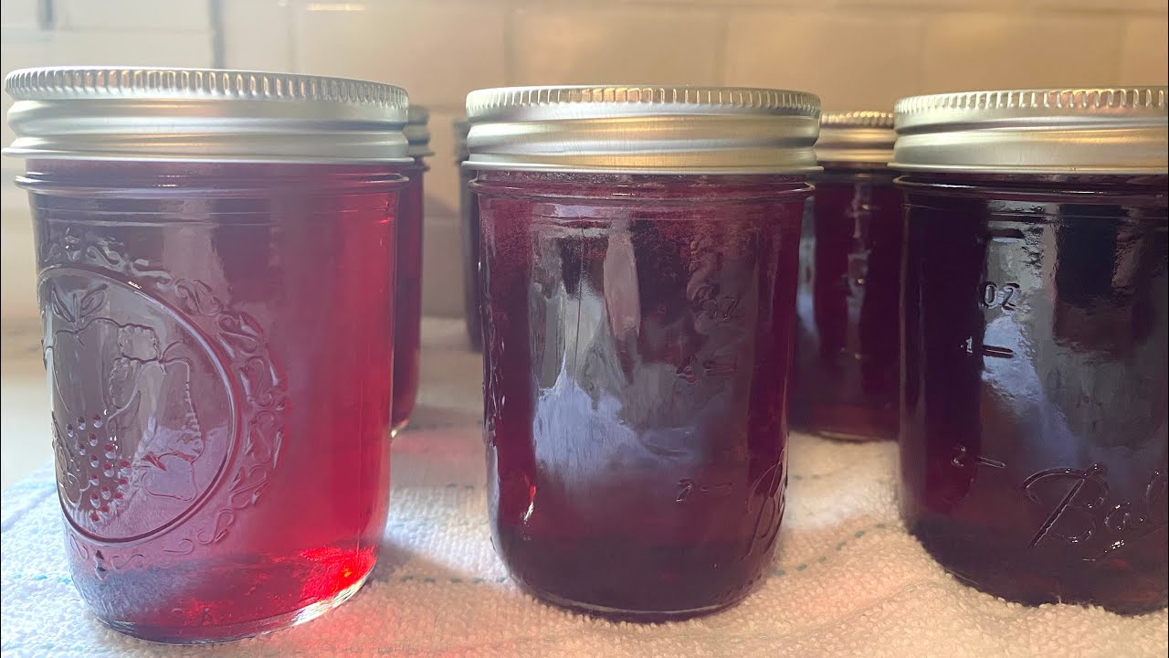 Making Muscadine Juice Jelly How To