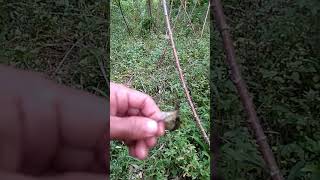 Download Lagu Crecetan sepah raja betina MP3