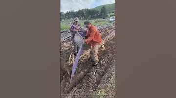 Yam Digging Video Collection! Exposing the Film Technique for Yams, the Secret to Doubling Yield!