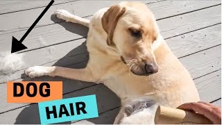 One common question people have before they get a dog is - how much
hair does "x" breed shed. in this video i try to show labrador
retriever she...