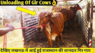 Unloading of Gir Cows of Rajasthan in Lucknow,UP | देखिए लखनऊ में आई हुई राजस्थान की शानदार गिर गाय👌