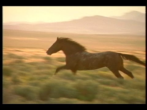 >> Watch Full Last of the Spanish Mustangs