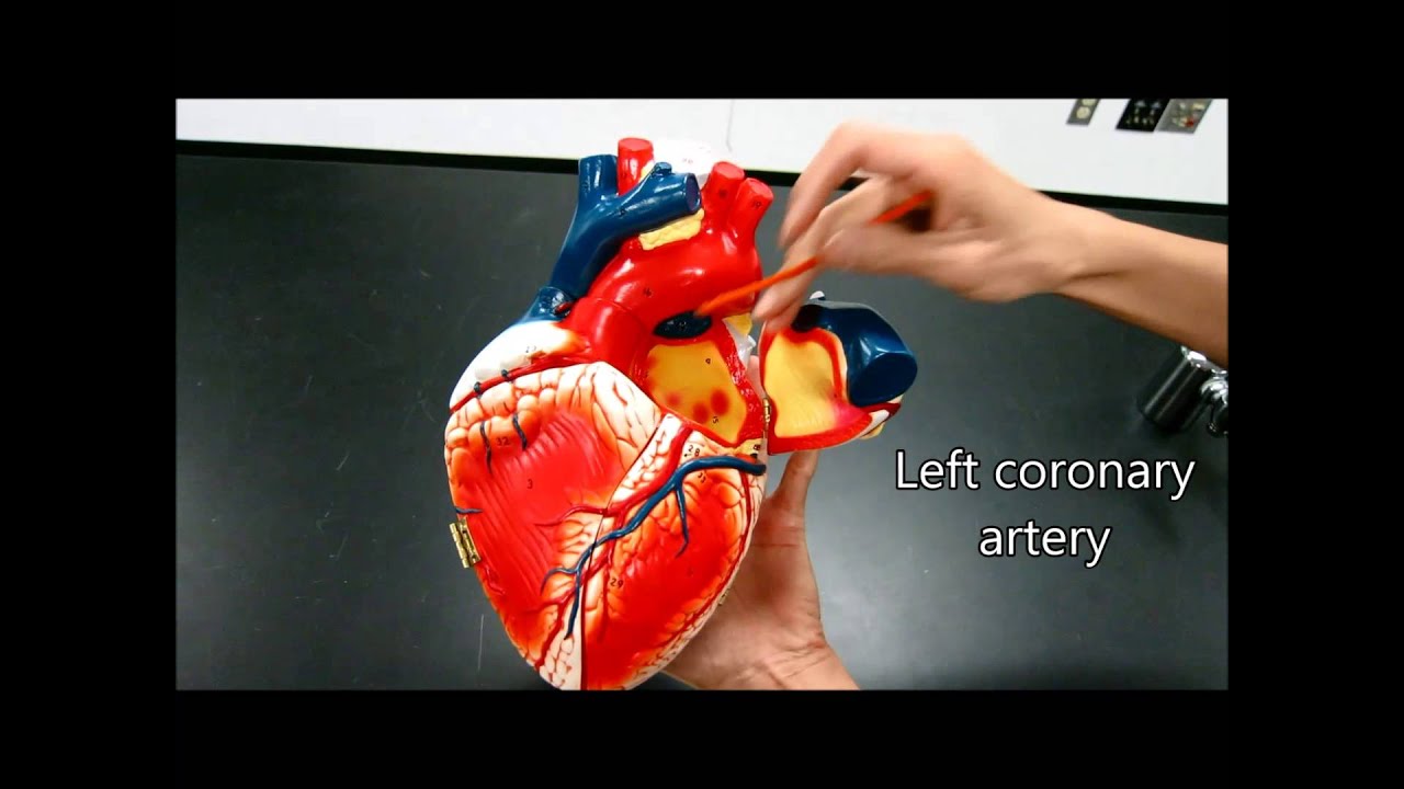 heart anatomy physiology nursing valves blood flow structure heart anatomy and physiology