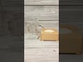 Стакан музыкальный "Пограничники" (ПВ)