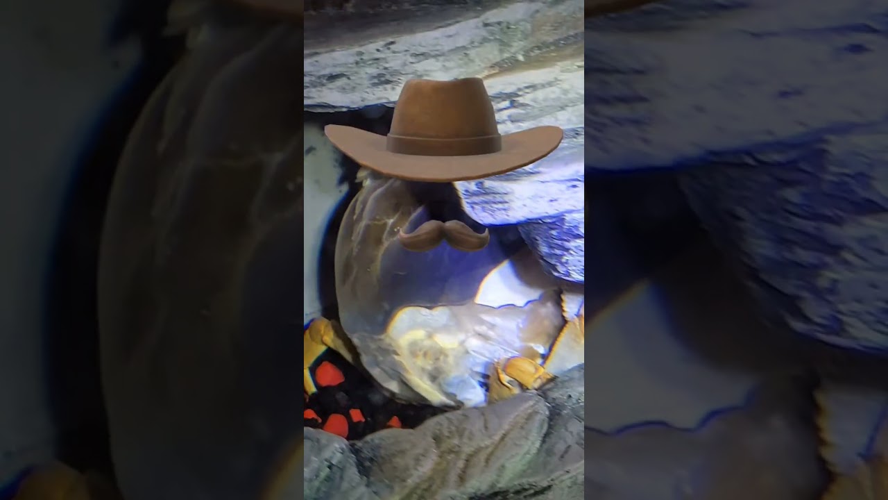 Howie the crab molting time lapse from my live on TikTok