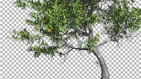 Red Mangrove Small Thin Tree is Swaying Wind | Motion Graphics - Envato elements