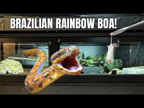 View of Brazilian Rainbow Boa Feeding! - YouTube