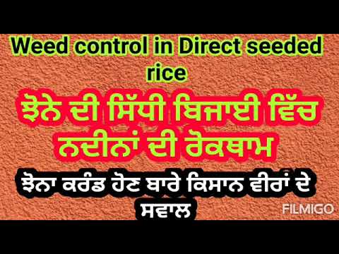 ਸਿੱਧੀ ਬਿਜਾਈ ਵਾਲੇ ਝੋਨੇ ਦੀ ਖੜੀ ਫਸਲ ਵਿੱਚ ਨਦੀਨਾਂ ਦੀ ਰੋਕਥਾਮ, ਮੀਂਹ ਨਾਲ ਫਸਲ ਕਰੰਡ ਹੋਣ ਬਾਰੇ ਸਵਾਲ